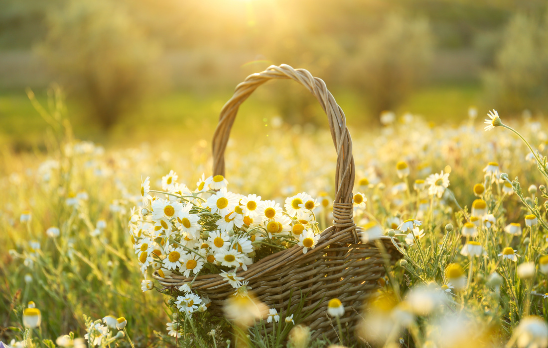CHAMOMILE FLOWERS FIELD SUNSET-1