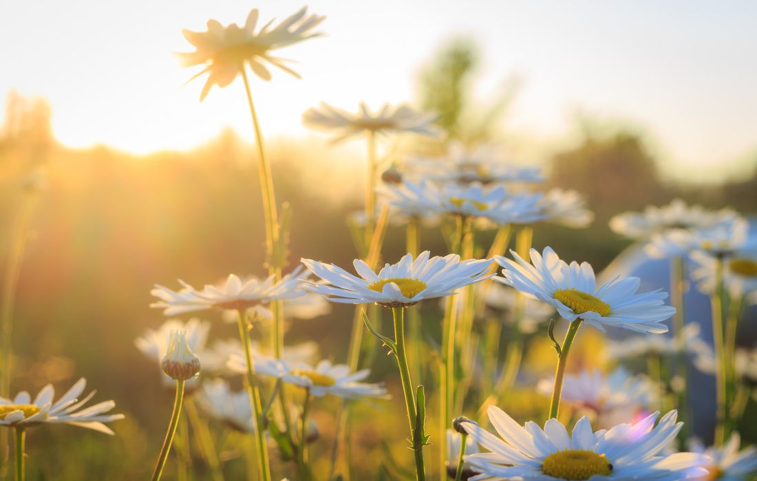 DAISIES AT SUNSET-1