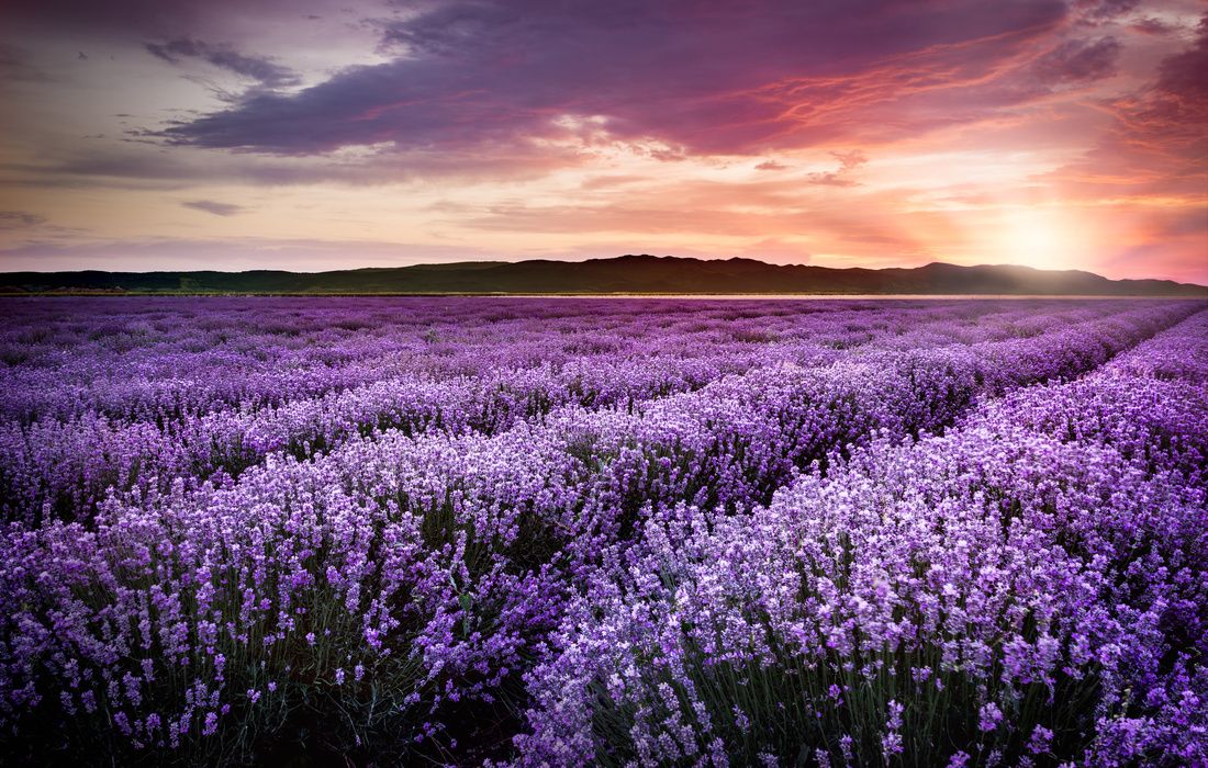 LAVENDER FIELDS SUNSET-1