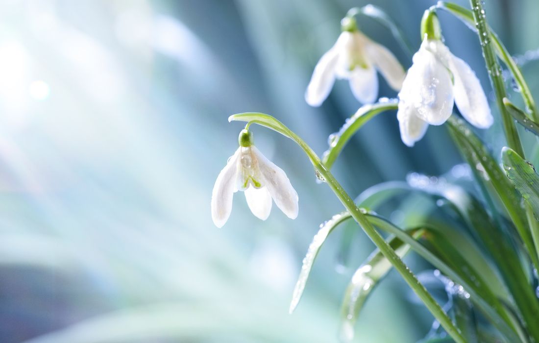 SNOWDROP FLOWERS DEWDROPS-1