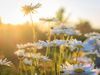 DAISIES AT SUNSET-1