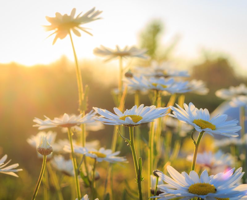 DAISIES AT SUNSET-1