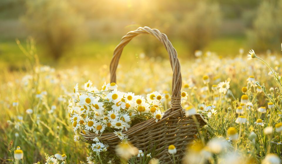 CHAMOMILE FLOWERS FIELD SUNSET-1