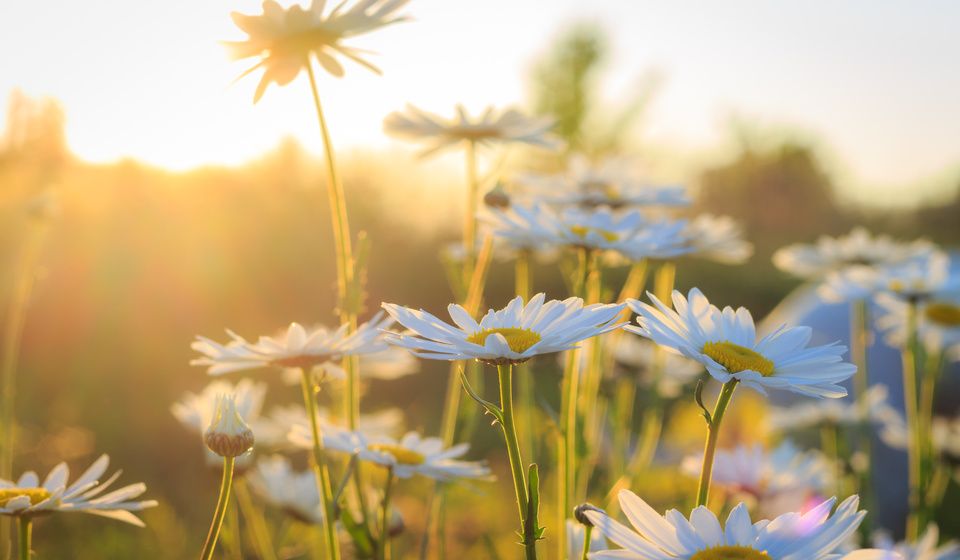 DAISIES AT SUNSET-1